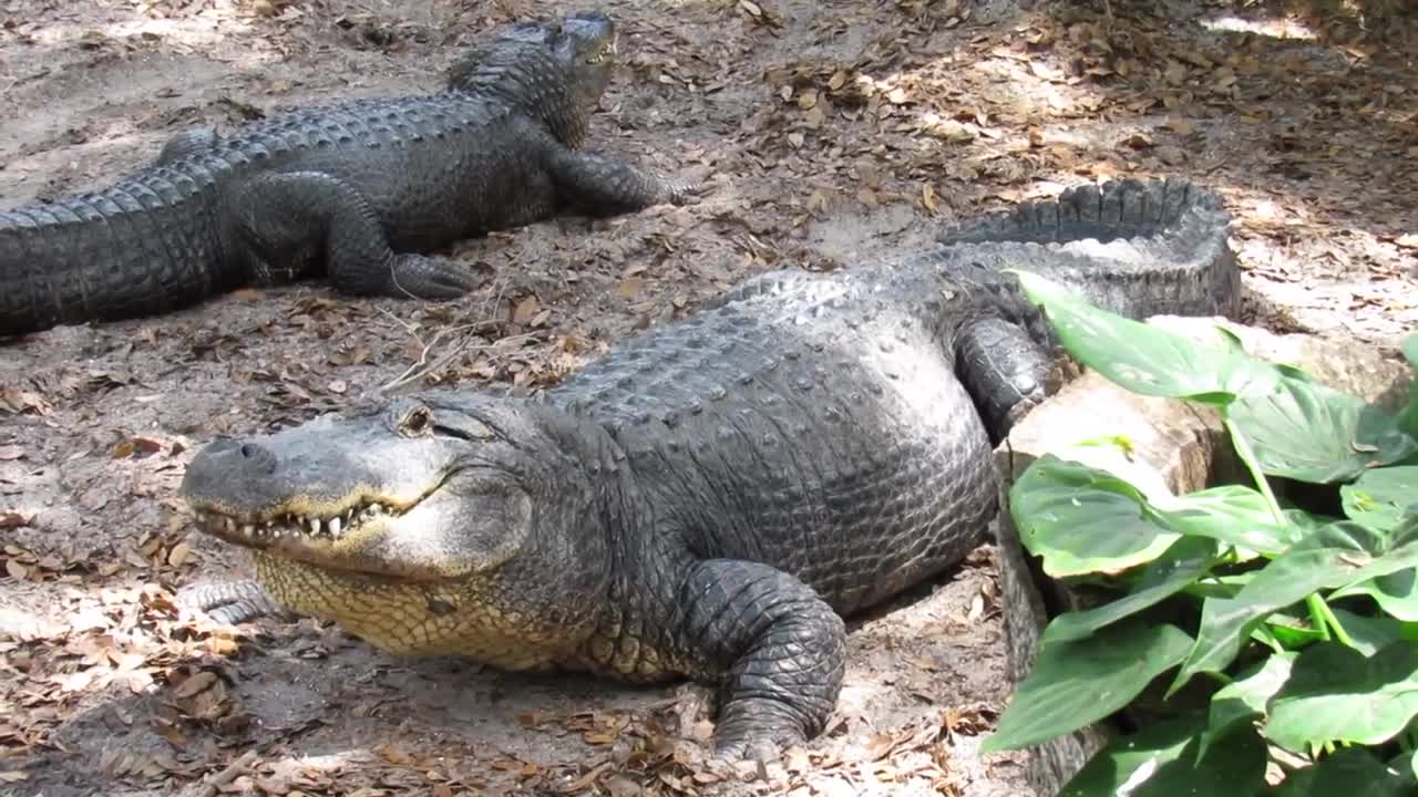 Alligator Noises and Sounds - 2 minutes