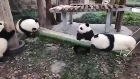 Animais engraçados Panda 🐼 Divertido