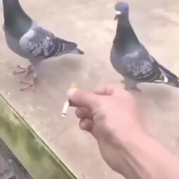 Wrong comrade🤣🤣🤣Pigeon smokes cigarette