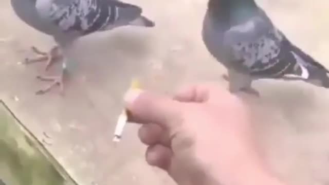 Wrong comrade🤣🤣🤣Pigeon smokes cigarette