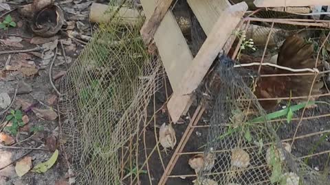 hello chicks!