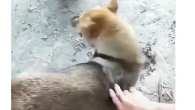 Funny dog fight videos