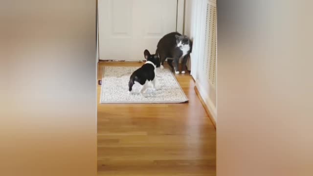Do_Not_Touch_These._Funny_dog_&_cat_#Shorts Cat
