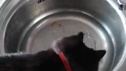 Cat catches fish