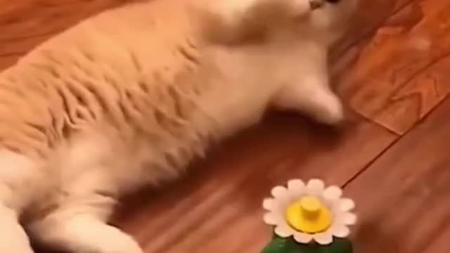 Funniest Animals - Best Of The 2021 Funny Animal Videos #41