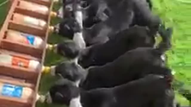 Cool way to feed 20 baby goats at the same time 🐐 🍼