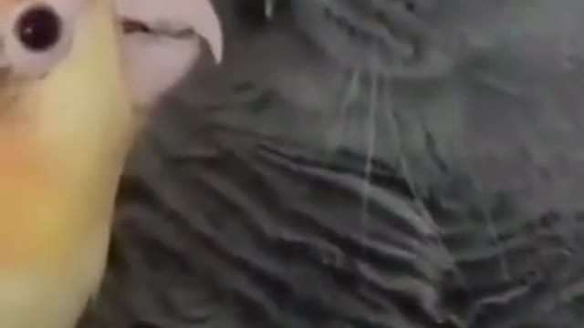 Funny Animals on Crack