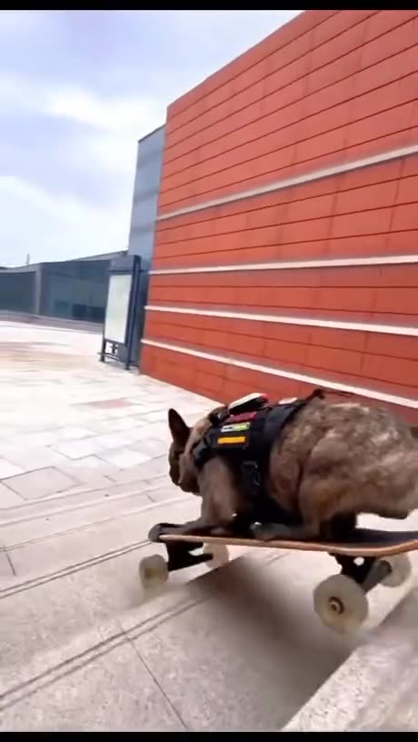 The dog best action and sktting...??