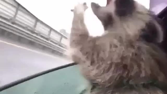 Raccoon trying to grap raindrops from the sky