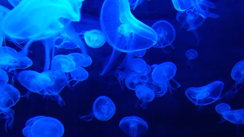 Relaxing blue JellyFish