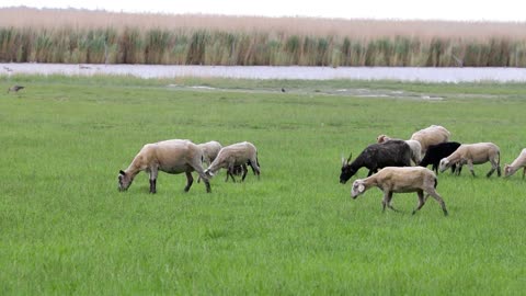 flock of sheep on grassland