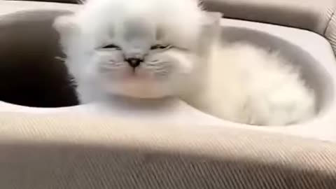 #cat