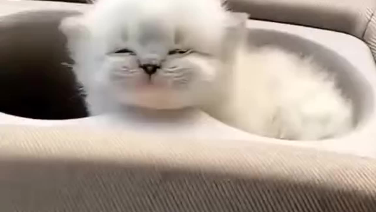 #cat