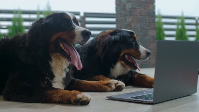 The dog is watching Bengali songs on the laptop