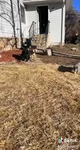 Kitty cat thinks she’s a baby goat