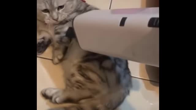 Funniest Cats 😹 - Don-t try to hold back Laughter 😂 - Funny Cats Life 17