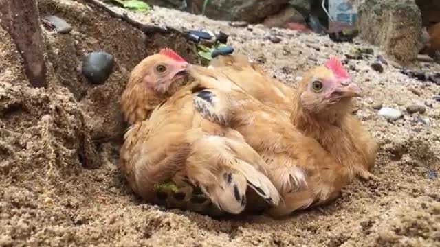 chicken in sand