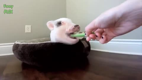 Funniest Animals Fails!!!! |15 Minutes