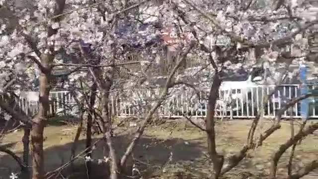 The cherry trees are in blossom.