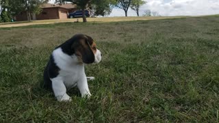 Georgie 7wk 1