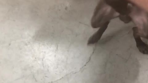 Nsfw black dog on top of owners hand