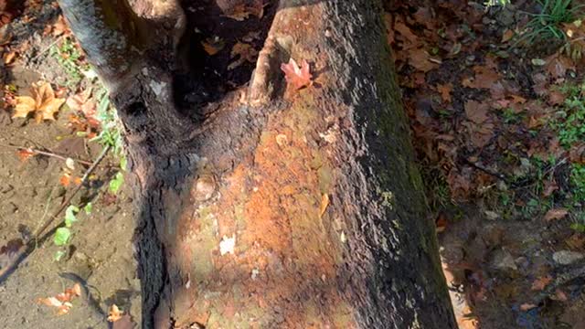 Tree Bridge on Texas Hike