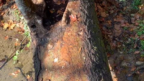 Tree Bridge on Texas Hike