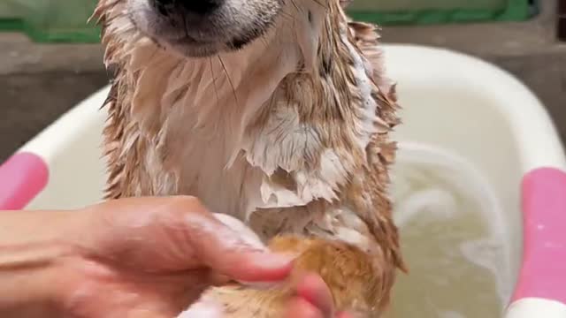 High Treatment for dog bathing