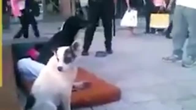 Loyal dogs save Street man