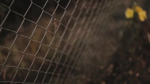 Wire fence with yellow flowers