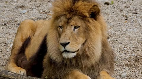 Breathtaking wildlife videos on lion - Amazing Lions Videos - Lions Creative Commons Videos