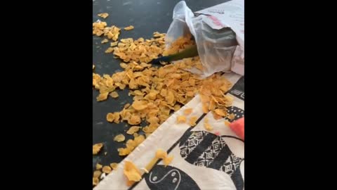 Funny Animals- - Best Of The 2022 Funny Animal Videos