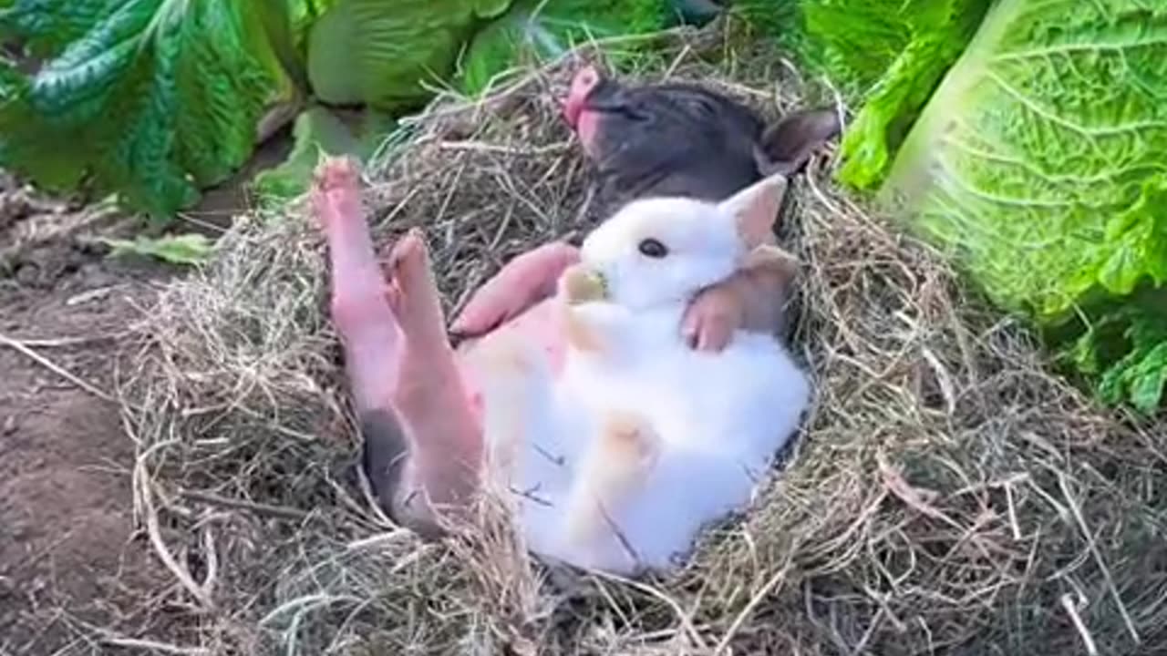 The chubby little pig eats and then snores loudly while sleeping.