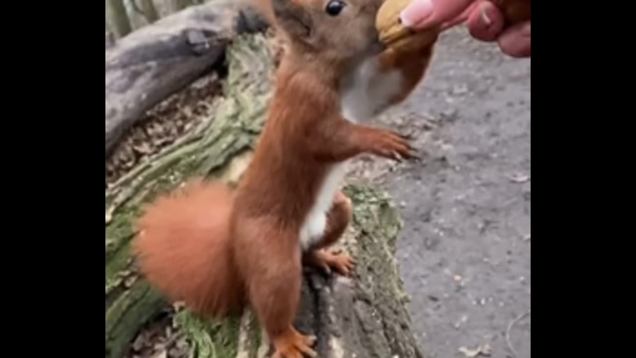 The Squril eating nut😱😱