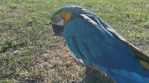 Day 4 of Free Flight 💙💛Blu practicing his loops in the breeze🥰