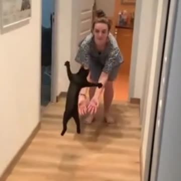 The cat's leap #cat