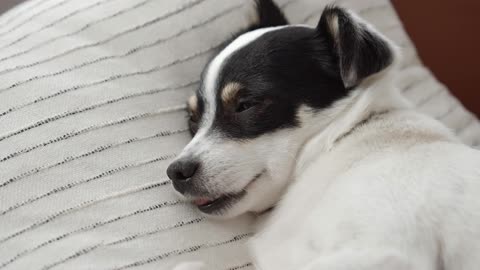 Mom, I'm a Sleepy puppy