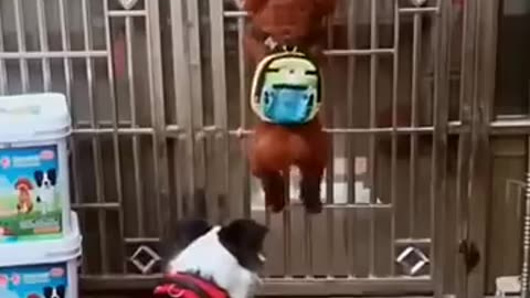 Funny dog and cat video wait last 🤣🤣