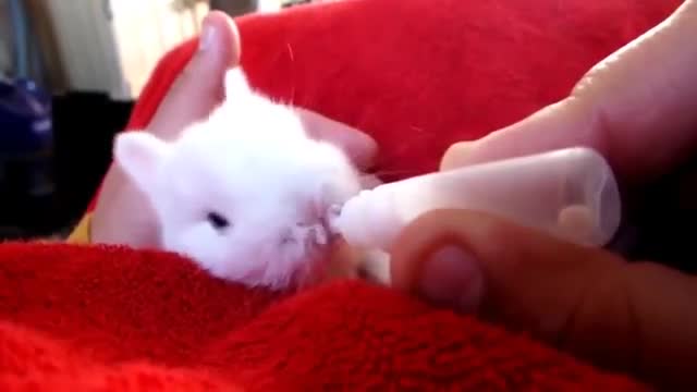 funny baby bunny