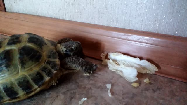 The turtle is eating invisible food