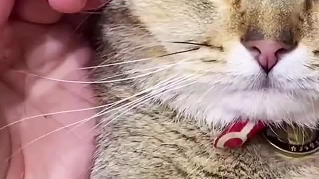 Cats Cleaning & Trimming Nails