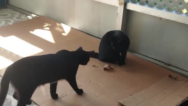 Cocoa and Roo 25
