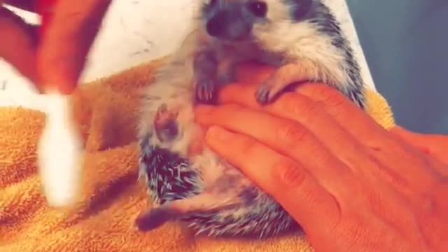 Hedgehog with pedicure
