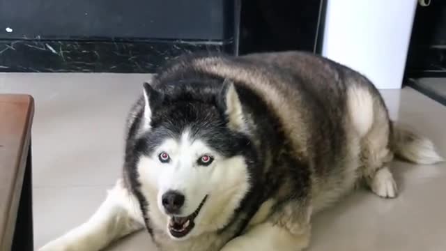 A husky that looks like a pig