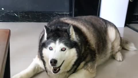 A husky that looks like a pig