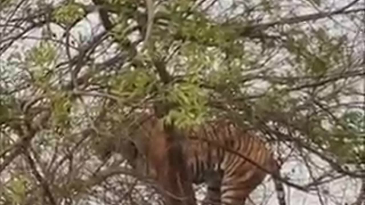 Monkey vs leopard who is king of tree