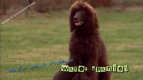 Irish Water Spaniel