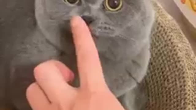 cute cat funny video # 2022