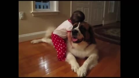 Baby hugs St. Bernard_batch