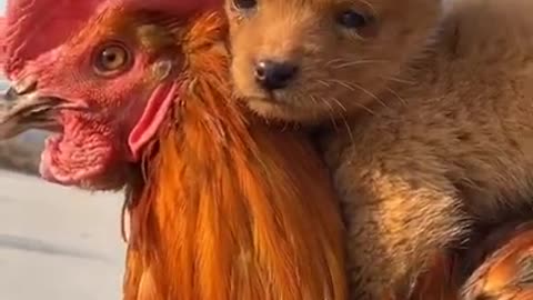 Cute moment between dog and bird